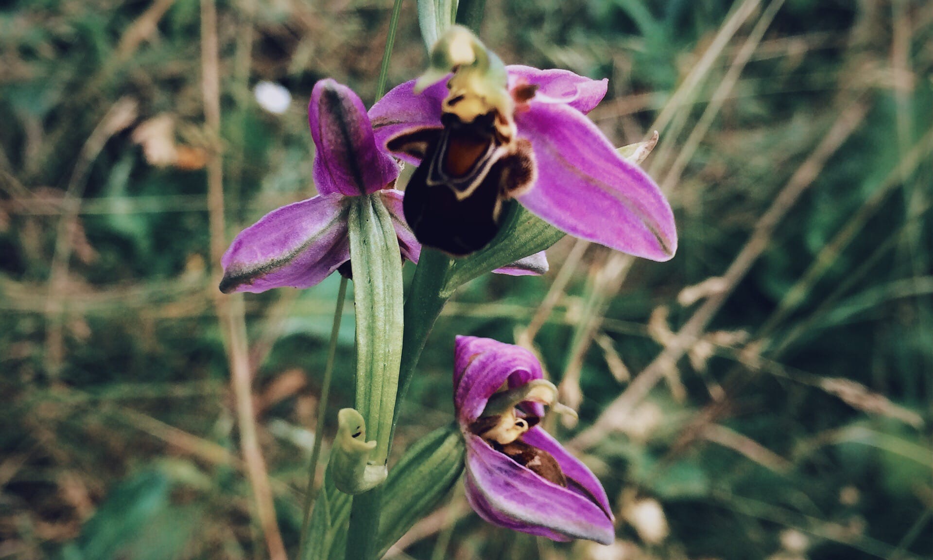 06_Nordscape_-Ophrys-apifera-plantation-prairie-Rochebobois