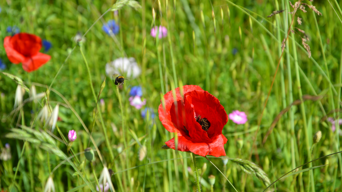 Coquelicot-prairie-fleurie